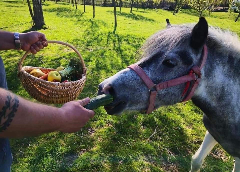 Pensiunea Gradina Ascunsa Bughea de Jos Zewnętrze zdjęcie